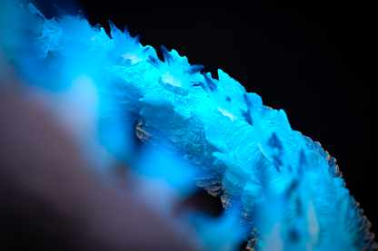 EZHobi Alpha Kaiju Series Godzilla Minus One Heat Ray Glow in the Dark Ver